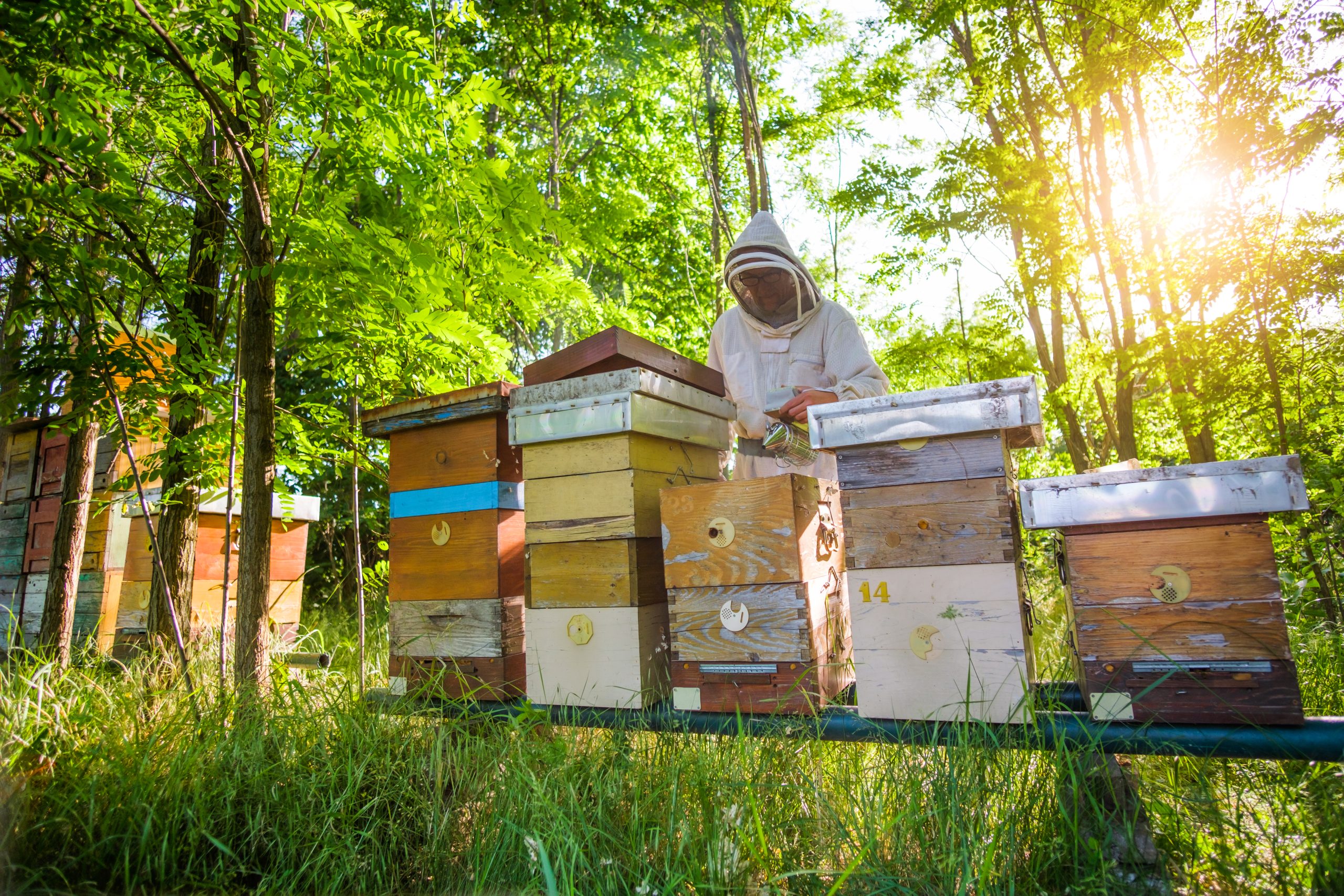 Why is Beekeeping a Satisfying Hobby? National Honey Bee